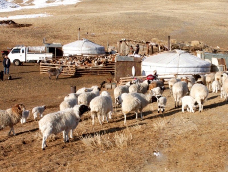 Ноосны урамшуулал малчдын нэрийн дансанд орж эхэллээ