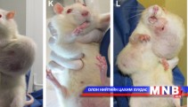 Хувиргасан амьд организмаас гаралтай улаан буудайгаар хоололсон хулганууд хавдраар өвчилжээ
