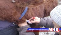 Нийслэлийн нутаг дэвсгэр дэх малыг богино хугацаанд вакцинжуулах үүрэг өглөө 