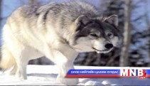 Чонын тоо толгойг өсгөхийг үүрэг болголоо