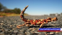 Урагшаа явж чаддаггүй амьтан