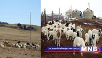 Малчны хотонд төлийн дуу цангинаж эхэллээ