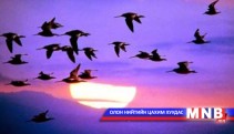 Урь дагуулан ирэх усны шувуудын хөрөг