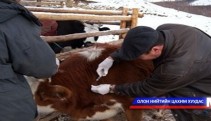  Малын галзуу өвчний вакцины нөөц дуусчээ
