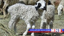 Малчны хотонд төлийн дуу цангинаж эхэллээ