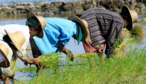 Supporting legal livelihoods for illicit crop farmers