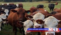 Шүлхийгээр өвчилсөн найман үхрийг устгажээ