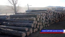 Хууль бусаар мод бэлтгэсэн компанид хуулийн хариуцлага хүлээлгэнэ