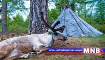 Цаатан иргэд тусгай хамгаалалттай газраас баавгай агнажээ 