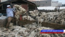 Малчид ноолуураа 80.000-85.000 төгрөгөөр өгч байна