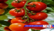 Улаан лооль нөхөн үржихүйд нөлөөлдөг 