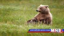 Амьд биесийн гайхамшигт агшинг алдаршуулна 