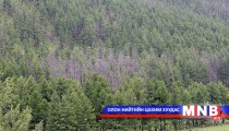 19 га-д цэвэрлэгээний огтлолт хийнэ 