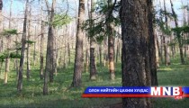 Нийслэлийн нутаг дэвсгэрээс бэлтгэх модны хэмжээг тогтоолоо 
