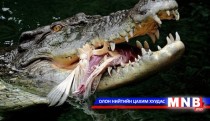 Шүдгүй болсон хөгшин матар хамгийн аюултай