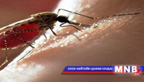Шумуултай тэмцэх аргаас  