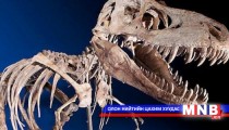 22 үлэг гүрвэлийн олдворуудыг өнөөдөр хүлээн авна