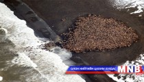 Олон мянган далайн нохой нэг дор цугларчээ
