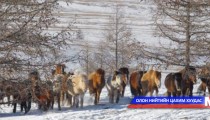 Дорнод аймагт малын хулгай буурчээ