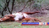 А.Нямдаваа: Галзуу гарсан нутагт хорио тогтоогоод байгаа