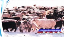 Хөвсгөл аймгийн мал 54О мянгаар өслөө