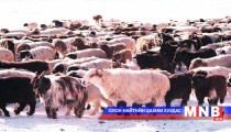 Баян-Өлгий аймагт мал тооллого эхэллээ