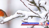 “Өвөл...” цувралын 2-р
