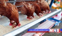 Томуугийн тархалтыг зогсоохын тулд 73 мянган тахиа устгахаар болжээ