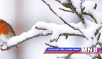 Цасны баяр