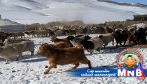 Өмнөговь аймаг 1.8 сая толгой мал тоолуулжээ