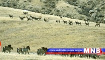 С.Даваасамбуу: Найман жил мянган мал тоолууллаа