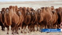 Хэнтий аймаг тэмээн сүргийнхээ чанарыг сайжруулж байна