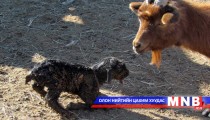 Дорнод аймагт мал төллөлт 0.8 хувьтай байна