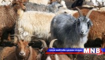 Мах, ноолуурын чиглэлийн ямааны үүлдэр гаргаж авчээ