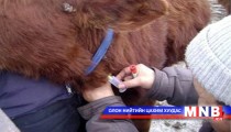 Шүлхийн вакциныг төсвийн хөрөнгөөр худалдаж авах шаардлагатай байна