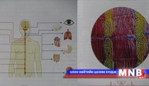 Бодисын солилцоо гэж юуг хэлдэг тухай