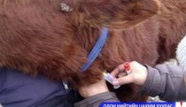 Шүлхийгээр өвчилсөн малын тоо нэмэгдсээр байна