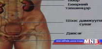 Бөөр болон шээсний замын эмгэгүүд 