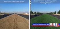 Нийслэлд энэ жил 6000 гаруй том мод шилжүүлэн суулгана
