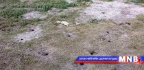 Баянхонгор аймагт үлийн цагаан оготно ихээр тархжээ