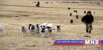  Дорнод аймагт хонины цэцэг өвчин гарчээ