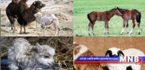 Хөвсгөл аймагт төлийн бойжилт 98 хувьтай байна