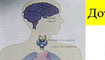 Дотоод шүүрлийн булчирхайнууд 