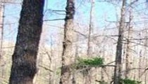Монгол орны ойн сан бүхий газарт шалгалт хийлээ 