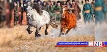 Төв аймаг хамгийн олон адуутай 