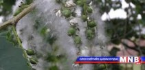 Ногоон байгууламжын намрын ургамлын тайралтыг есөн сарын сүүлээр хийнэ