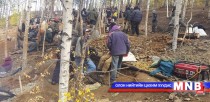 Гацууртын ордод 600 орчим хүн хууль бусаар алт олборлож байна
