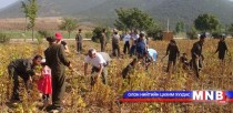  Ургац хураалт 30 гаруй хувьтай байна