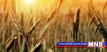 Ургац хураалт 20 гаруй хувьтай байна