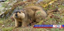 Ам дамжсан цуу ярианд бүү итгээрэй  